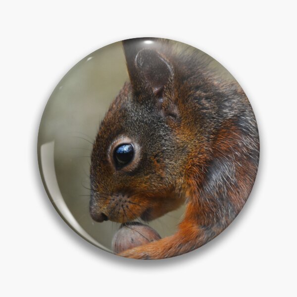 Item preview, Red Squirrel Extreme Close-Up Portrait Holding Food designed and sold by Shanguai.