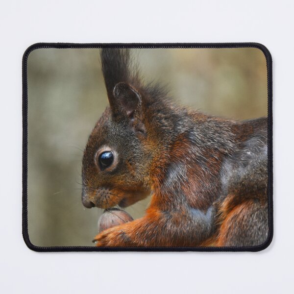 Item preview, Red Squirrel Extreme Close-Up Portrait Holding Food designed and sold by Shanguai.