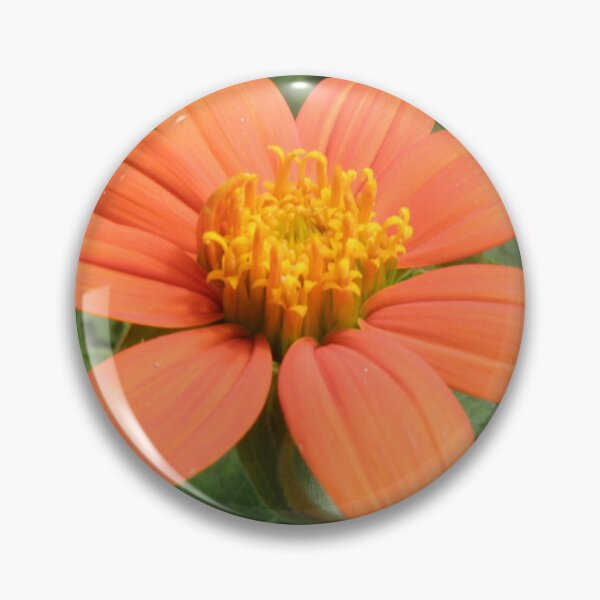 Artikelvorschau, Tithonia, mexikanische Sonnenblume, Foto entworfen und verkauft von naturegallery.