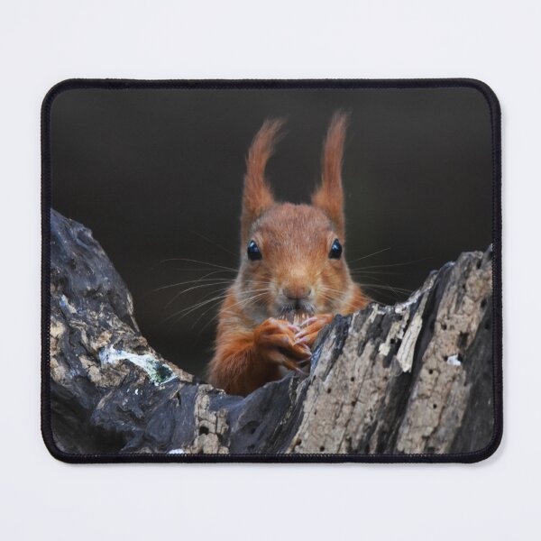 Item preview, Red Squirrel Peering Out From Dark Rocky Crevice designed and sold by Shanguai.