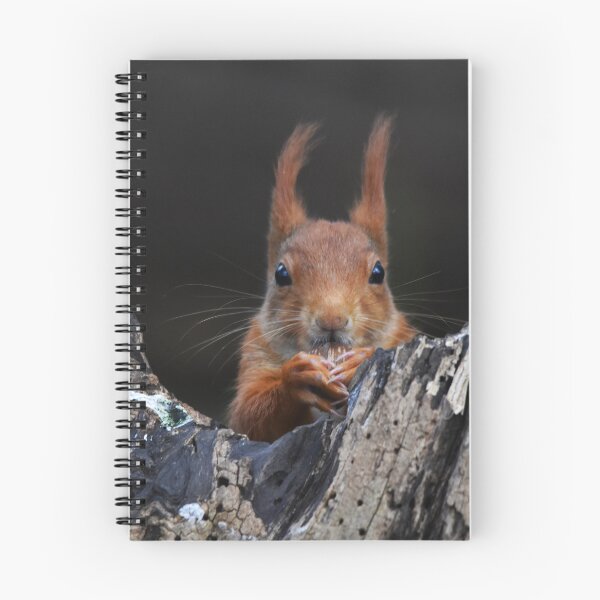 Item preview, Red Squirrel Peering Out From Dark Rocky Crevice designed and sold by Shanguai.