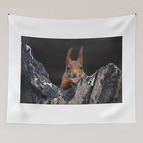 Item preview, Red Squirrel Peering Out From Dark Rocky Crevice designed and sold by Shanguai.
