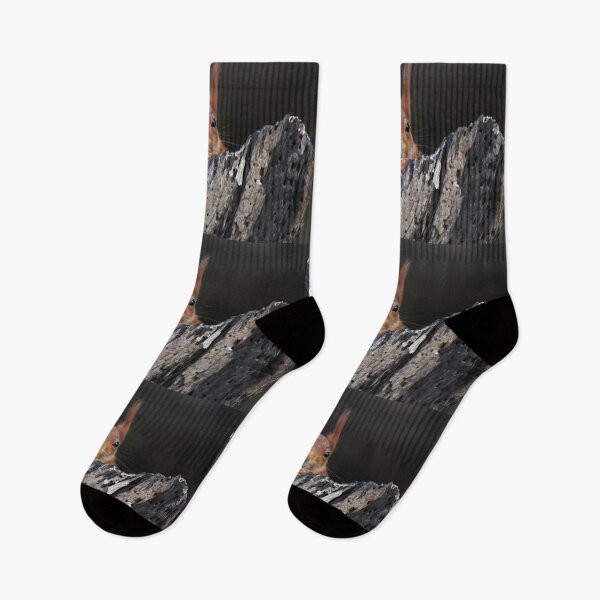Item preview, Red Squirrel Peering Out From Dark Rocky Crevice designed and sold by Shanguai.