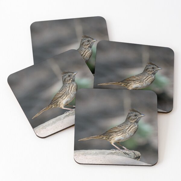 Item preview, Lincoln’s Sparrow at Bentsen Rio Grande State Park designed and sold by Debra Martz.