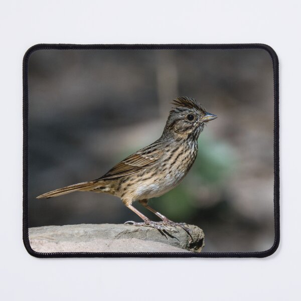 Item preview, Lincoln’s Sparrow at Bentsen Rio Grande State Park designed and sold by Debra Martz.