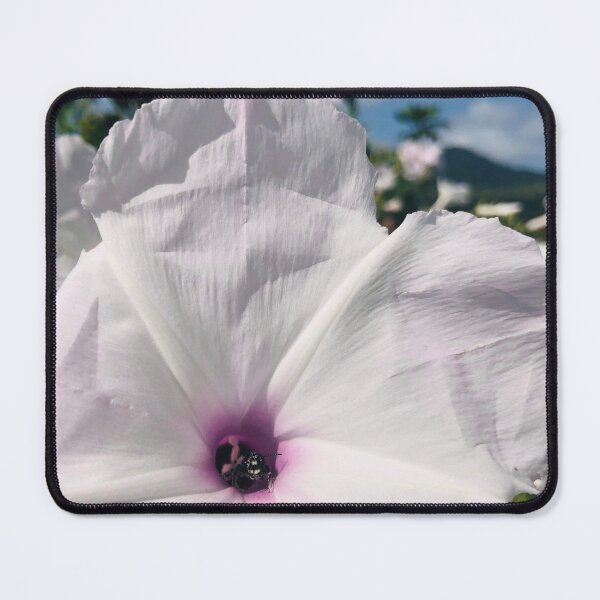 Item preview, White bindweed flowers (Ipomoea) designed and sold by IMRAAN976.