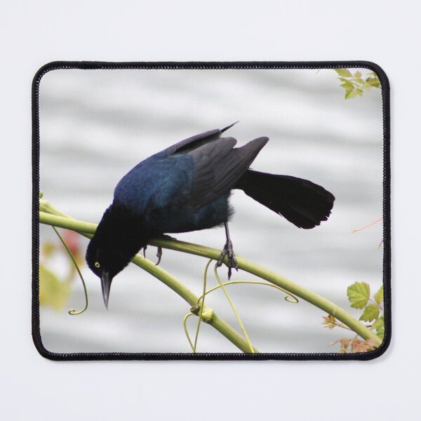 Item preview, Great-tailed Grackle designed and sold by Cynthia48.