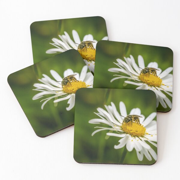 Item preview, The Daily Work — Solitary Bee on a White Daisy designed and sold by Rabee Khalil Photography.