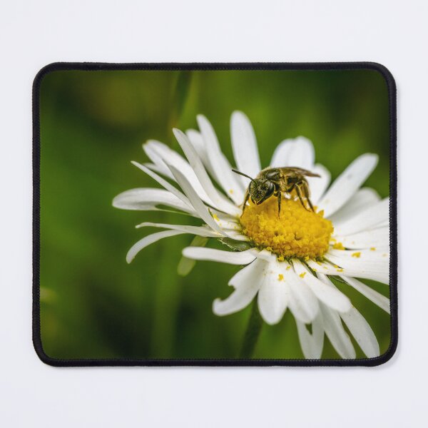 Item preview, The Daily Work — Solitary Bee on a White Daisy designed and sold by Rabee Khalil Photography.