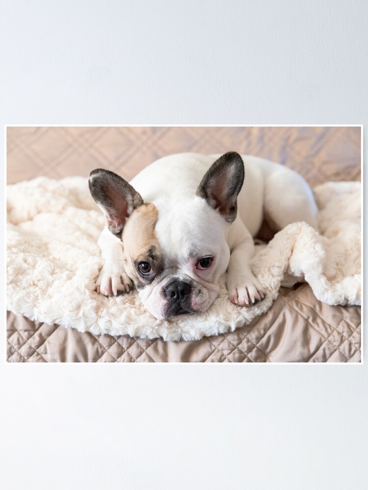 lighthouse frenchies