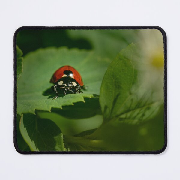 Item preview, Face to Face — Seven-Spot Ladybug Up Close designed and sold by Rabee Khalil Photography.