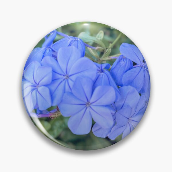 Aperçu de l'œuvre Gros plan d'une grappe de fleurs de plumbago bleu clair (photographie botanique) créée et vendue par Be Captured by Brittany Emma.