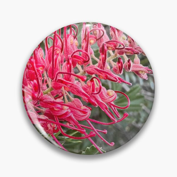 Item preview, Red Grevillea Flower Australian Native Botanical Photography designed and sold by Be Captured by Brittany Emma.