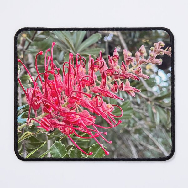 Item preview, Red Grevillea Flower Australian Native Botanical Photography designed and sold by Be Captured by Brittany Emma.
