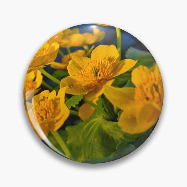 Item preview, Golden Marsh Marigold Flowers in Evening Light designed and sold by Kainicram.