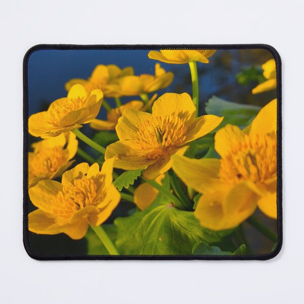Item preview, Golden Marsh Marigold Flowers in Evening Light designed and sold by Kainicram.