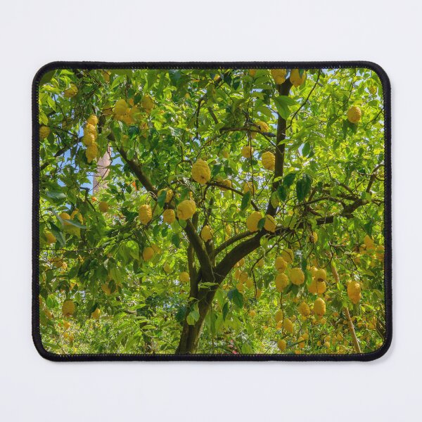 Item preview, Luscious Lemon Tree in Sorrento designed and sold by Kasia Design.