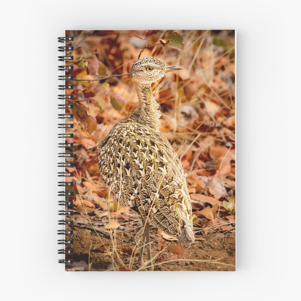 Item preview, Red-crested Korhaan - Intricate Feather Detail African Bustard Photography, Kruger National Park designed and sold by Johnathan Robinson Photography.