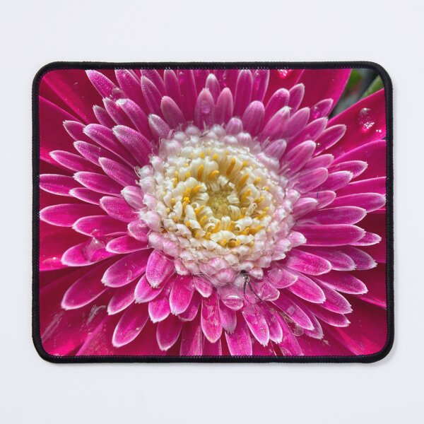 Item preview, Little gems on the pedals of a Gerber Daisy designed and sold by Betsy Phillips.