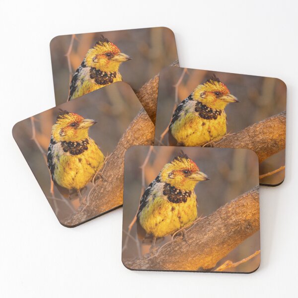 Item preview, Crested Barbet Golden Hour - Warm Light African Bird Portrait Photography, Kruger National Park designed and sold by Johnathan Robinson Photography.
