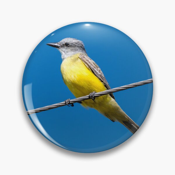 Item preview, Couch’s Kingbird on Wire Against Blue Sky | South Texas Bird designed and sold by Debra Martz.