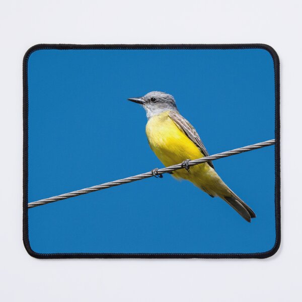 Item preview, Couch’s Kingbird on Wire Against Blue Sky | South Texas Bird designed and sold by Debra Martz.