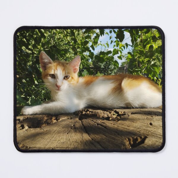 Item preview, Orange and White Kitten Close-Up designed and sold by inspiration3.