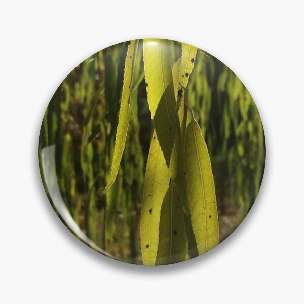Item preview, Willow leaves, real photograph designed and sold by GiSilver.