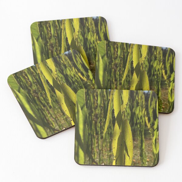 Item preview, Willow leaves, real photograph designed and sold by GiSilver.
