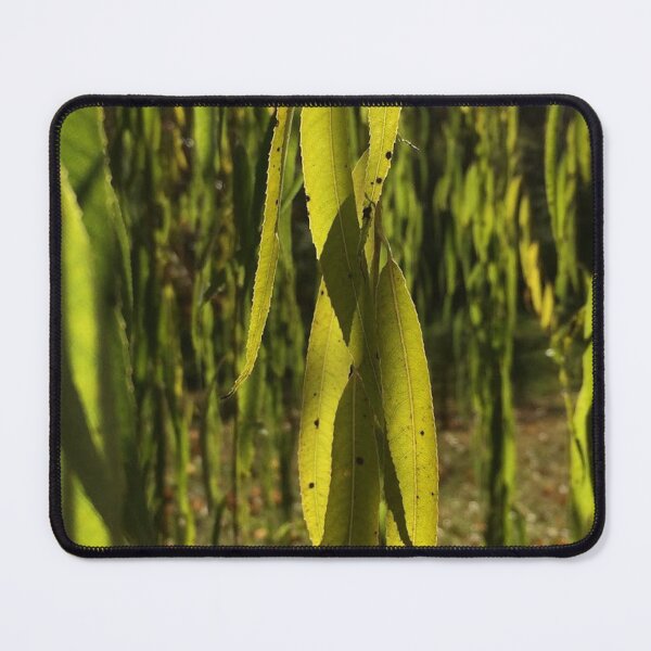 Item preview, Willow leaves, real photograph designed and sold by GiSilver.