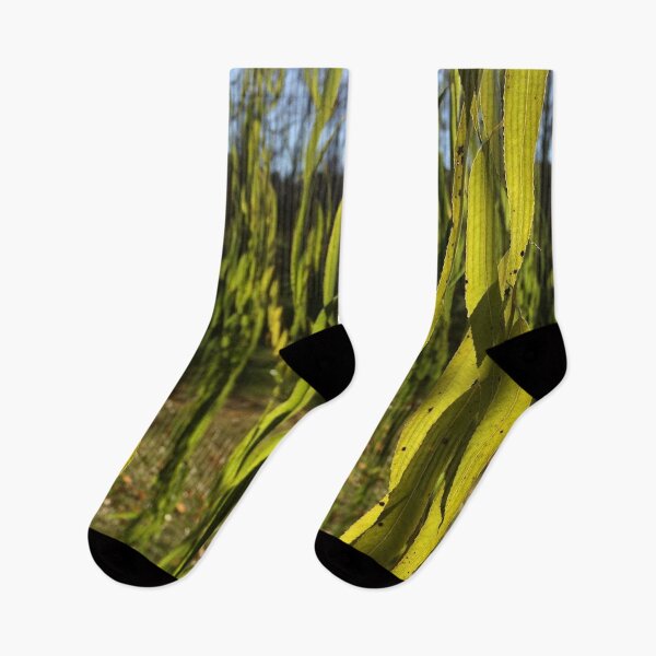 Item preview, Willow leaves, real photograph designed and sold by GiSilver.