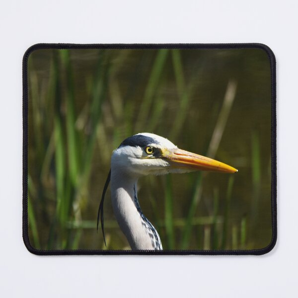 Item preview, Grey Heron Portrait Among Reeds at Waterside designed and sold by Shanguai.