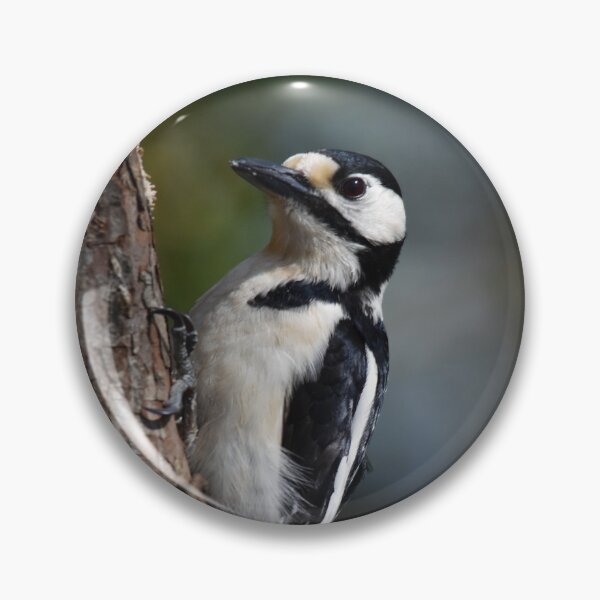 Item preview, Great Spotted Woodpecker Clinging to Pine Tree Trunk designed and sold by Shanguai.