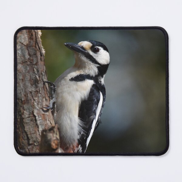Item preview, Great Spotted Woodpecker Clinging to Pine Tree Trunk designed and sold by Shanguai.