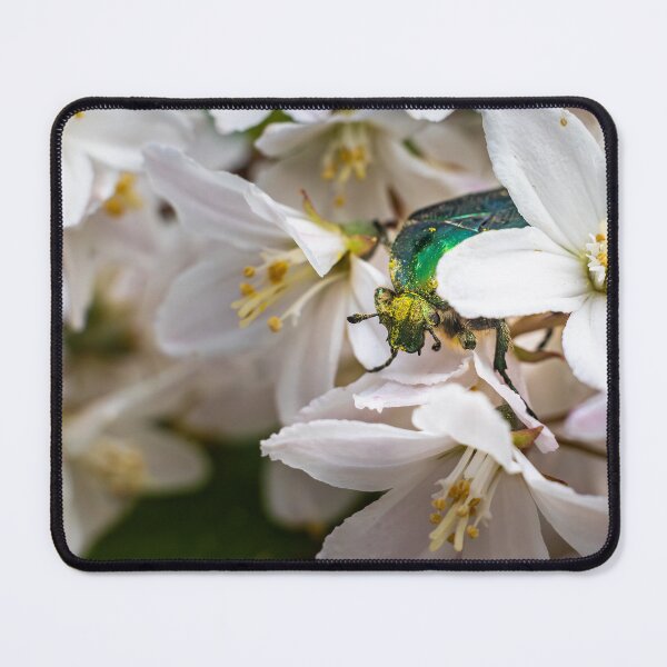 Item preview, Emerald Visitor — Rose Chafer Beetle on White Blossoms designed and sold by Rabee Khalil Photography.