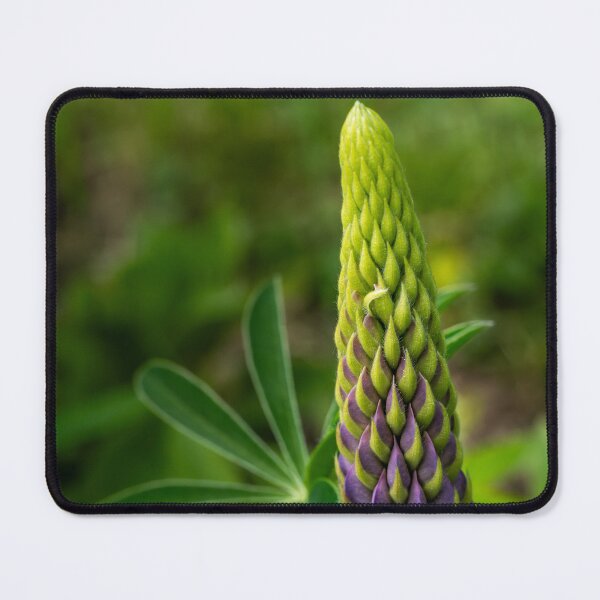 Item preview, Before the Bloom — Lupine Spike in Purple and Green designed and sold by Rabee Khalil Photography.