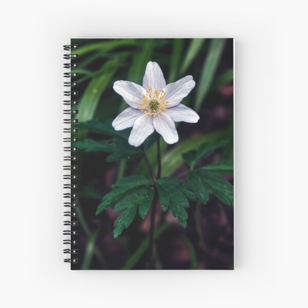 Item preview, single wood anemone macro designed and sold by Tom McPherson Photography.