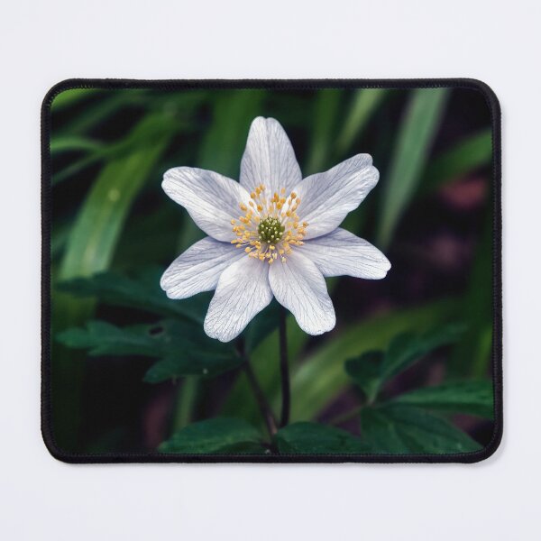 Item preview, single wood anemone macro designed and sold by Tom McPherson Photography.