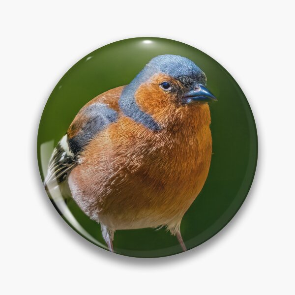 Item preview, The chaffinch designed and sold by Tom McPherson Photography.