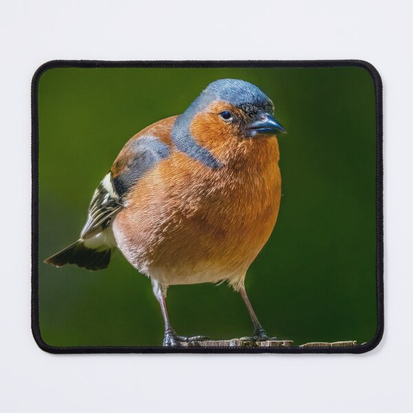 Item preview, The chaffinch designed and sold by Tom McPherson Photography.