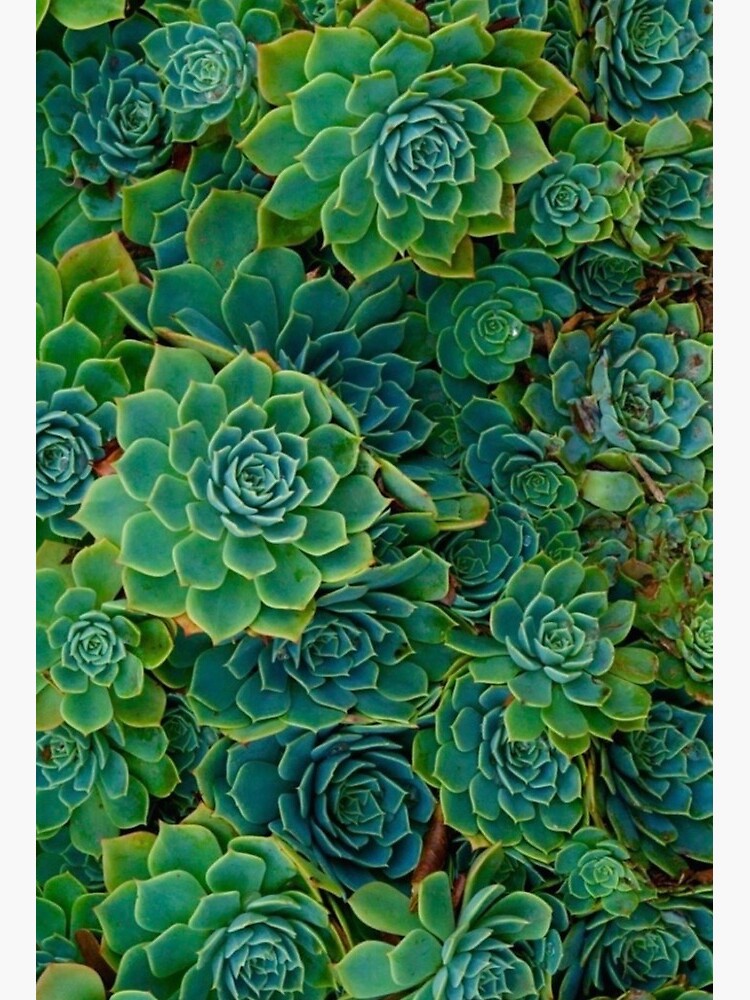 succulent wallpaper succulent wallpaper