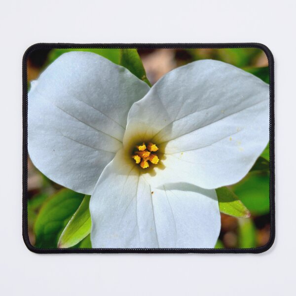 Item preview, Great White Trillium designed and sold by bjtomiko.
