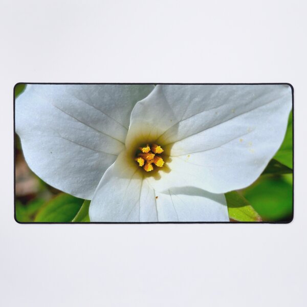 Item preview, Great White Trillium designed and sold by bjtomiko.