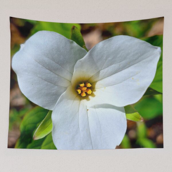 Item preview, Great White Trillium designed and sold by bjtomiko.