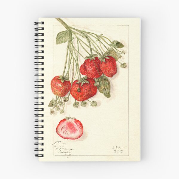 Item preview, Fragaria Francis Wild Strawberry Botanical Illustration designed and sold by Glimmersmith.