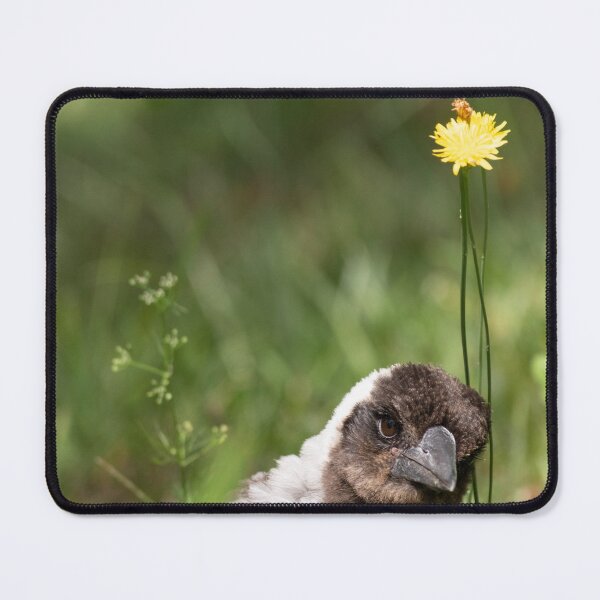 Item preview, Curious Peeking Baby Australian Magpie with Dandelion designed and sold by suziq1962.