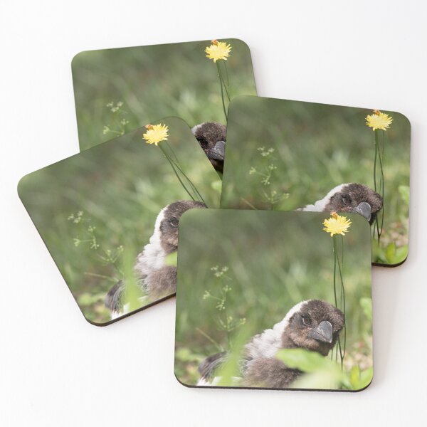 Item preview, Curious Peeking Baby Australian Magpie with Dandelion designed and sold by suziq1962.