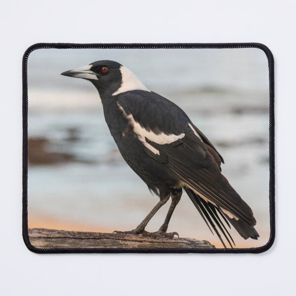 Item preview, Australian Magpie Sitting on Wooden Handrail at Bateau Bay Beach NSW Central Coast of Australia designed and sold by suziq1962.