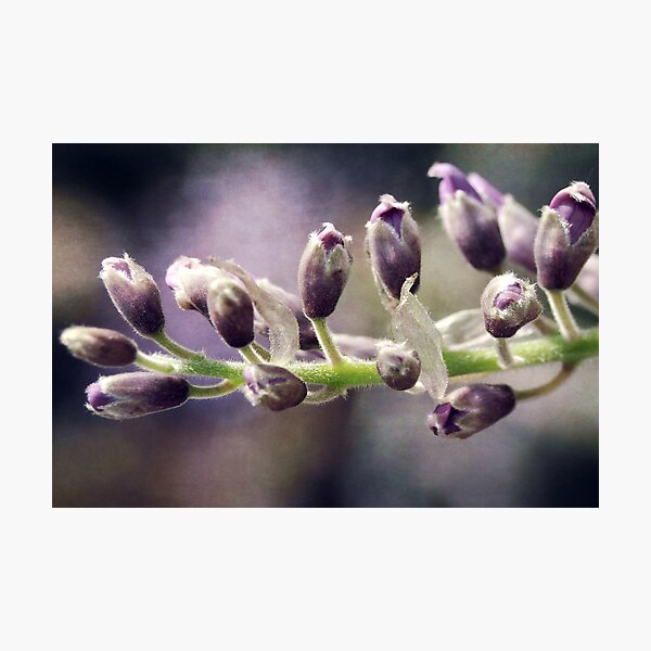 Purple Passion Photographic Print