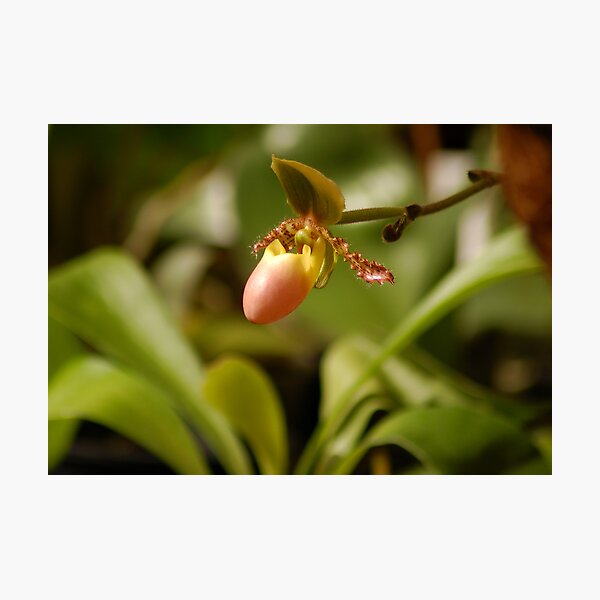 Item preview, Tiny Orchid designed and sold by Sonya Byrne.